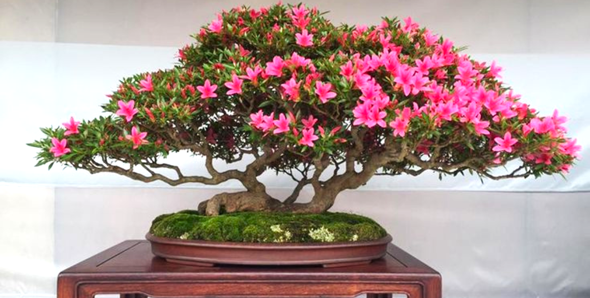 Bonsai Tree