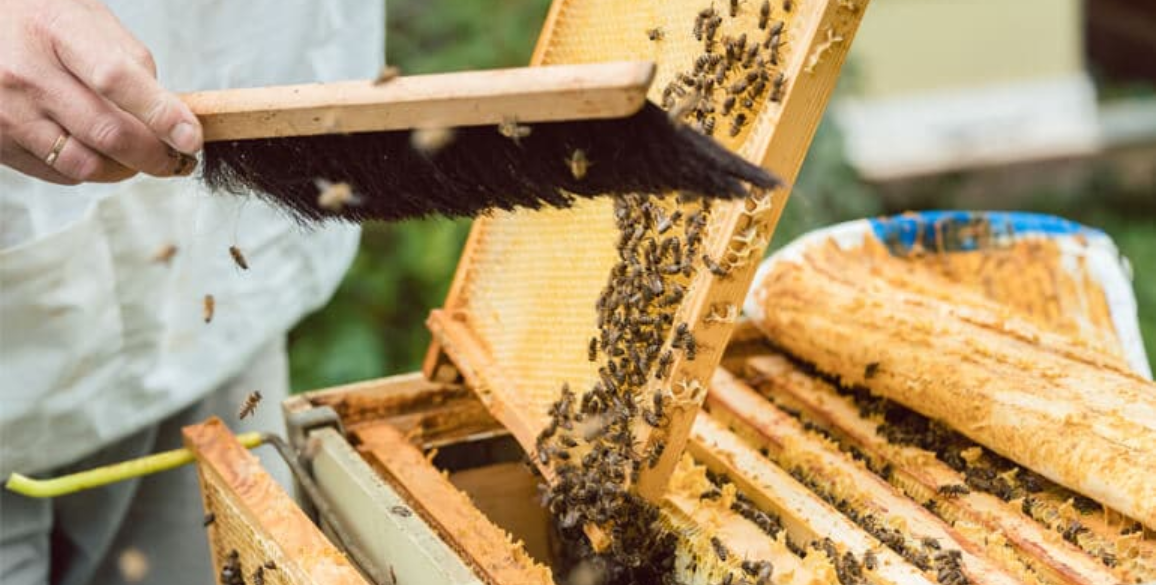 Type Of Tools and Equipment Needed for Your Apiculture Business